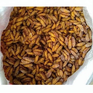 Gusano de seda para alimentos, precio con descuento - Product Image 3