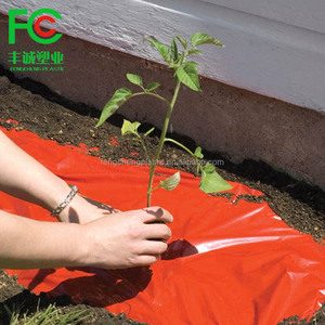 Paillis de tomates rouges, film de paillage en plastique noir, couverture du sol agricole, prix du rouleau de film de paillage bon marché - Product Image 2