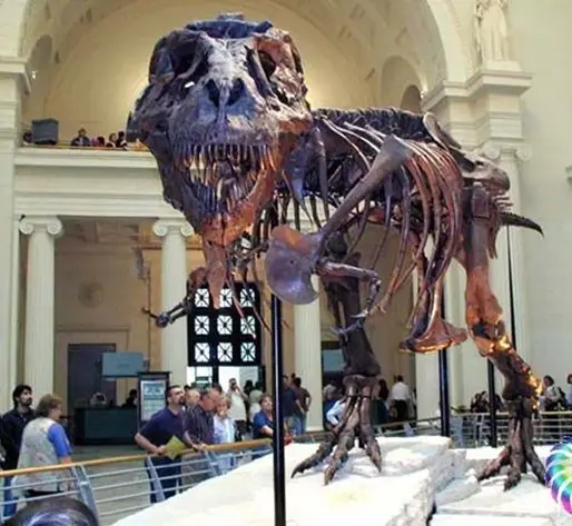 العظام النحت صلابة ديناصور الأحفوري للمتحف