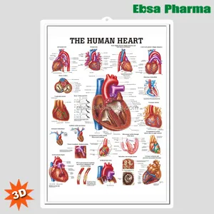 3D الطبية التشريح البشري القلب الرسوم البيانية الجدار/ملصق-قلب الإنسان