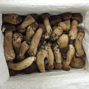 Detan salvaje <span class=keywords><strong>boletus</strong></span> compradores para setas - Product Image 3