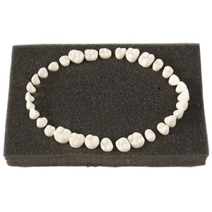 Science médicale 32 pièces pratique fausse dent similaire frasaco ag-3 modèle de dents de remplacement modèle anatomique dentaire mode dents humaines - Product Image 1