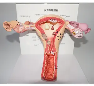 Modèle anatomique de l'utérus et des ovaires : un outil éducatif détaillé - Product Image 1