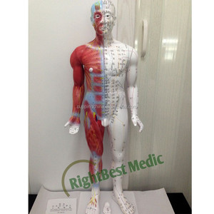 84cm masculino corpo humano acupuntura pontos e modelo muscular ensino modelo de utilizador manual em inglês - Product Image 2