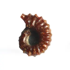 天然矿物标本菊石石壳海洋蜗牛化石海螺装饰用