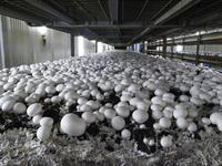 Youpin Detan frais à boutons blancs, champignons, 1 pièce