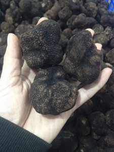 Detan Negro salvaje fresco trufa - Product Image 5