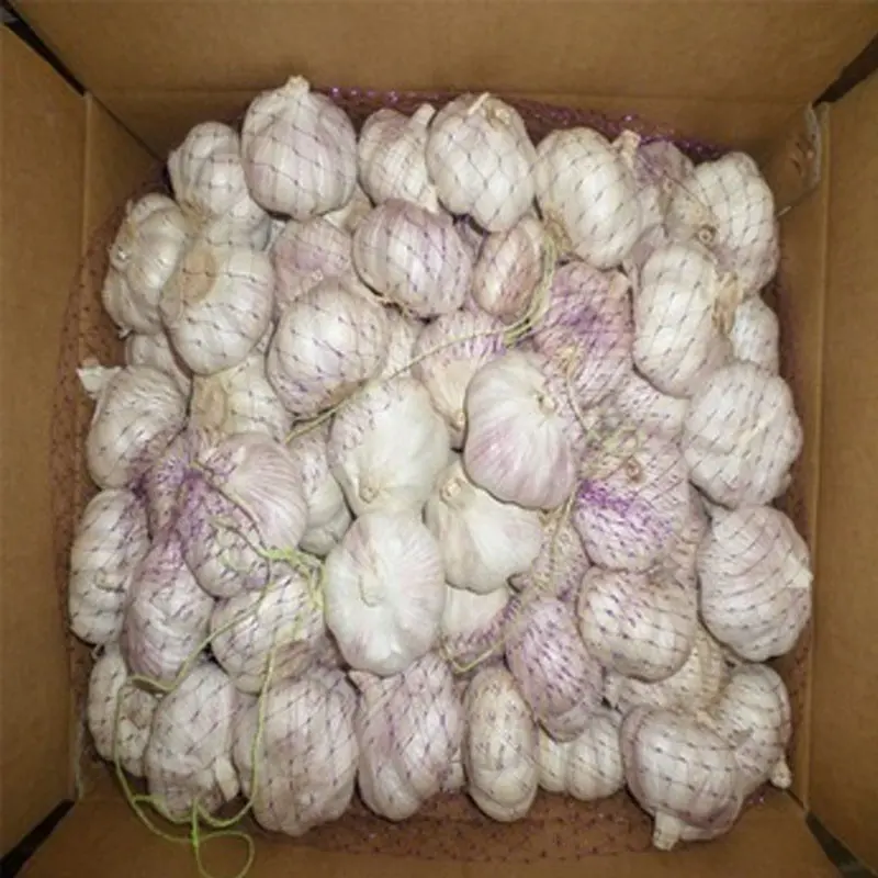 Garlic exporters verified supplier supply garlic import/ garlic China