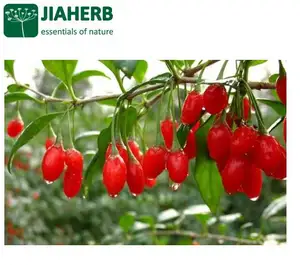 JIAHERB 18 Years 6 Factories Offer 100% Pure Natural Plant Extract Wolfberry Goji Juice Powder Lycium barbarum Full Certificate