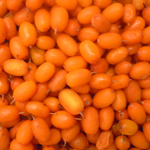 Sinocharm HACCP prix de gros IQF baies fruits congelés argousier pour boisson - Product Image 2