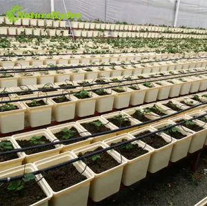 水培草莓生长系统的最佳价格塑料荷兰巴托桶