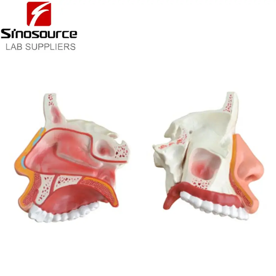 Anatomy nose Nasal Cavity Model. Nose Cavity Model, Nasal Cavity Model