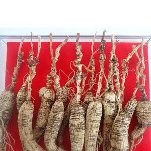 Vahşi <span class=keywords><strong>Ginseng</strong></span> - Product Image 4