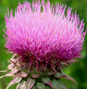 Alta calidad natural milk thistle extract/pintura <span class=keywords><strong>en</strong></span> <span class=keywords><strong>polvo</strong></span> extracto de cardo de leche/silymarin/silibina - Product Image 2