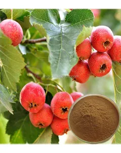 Hawthorn Fruit Extract Hawthorn Flavone 10%~80% Powder&OEM Service