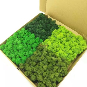 Fleurs et plantes décoratives murales en mousse naturelle de renne stabilisée pour le bureau et la maison pour la décoration de la chambre - Product Image 5