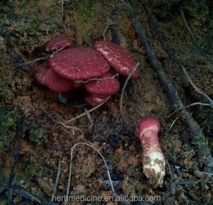 Setas secas salvajes <span class=keywords><strong>Boletus</strong></span> Speciosus Frost <span class=keywords><strong>Boletus</strong></span> Queletiischulz para alimentos - Product Image 3