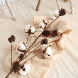 SZ04132 — <span class=keywords><strong>fleurs</strong></span> en <span class=keywords><strong>coton</strong></span> <span class=keywords><strong>séchées</strong></span> naturellement naturelles, 10 Bouquets de branches de <span class=keywords><strong>coton</strong></span> <span class=keywords><strong>séchées</strong></span>, vente en gros - Product Image 6