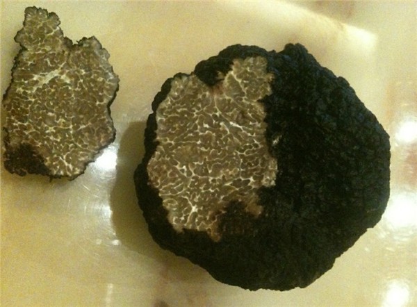 Detan Forêt Périgord Truffe