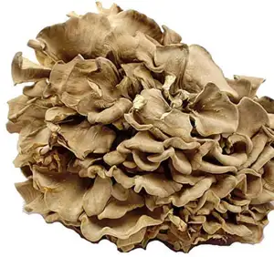 Natural dried Dancing Mushroom Grifola Hen of the Woods Shelf Fungi for food