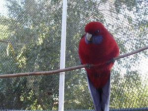 Bird recinto de <span class=keywords><strong>malla</strong></span>,<span class=keywords><strong>malla</strong></span> <span class=keywords><strong>pajarera</strong></span> - Product Image 1