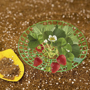 Supports de culture de fraises 27 cm 2026, supports de plantes amovibles, loin du sol, empêchent les fraises de pourrir par temps de pluie - Product Image 6