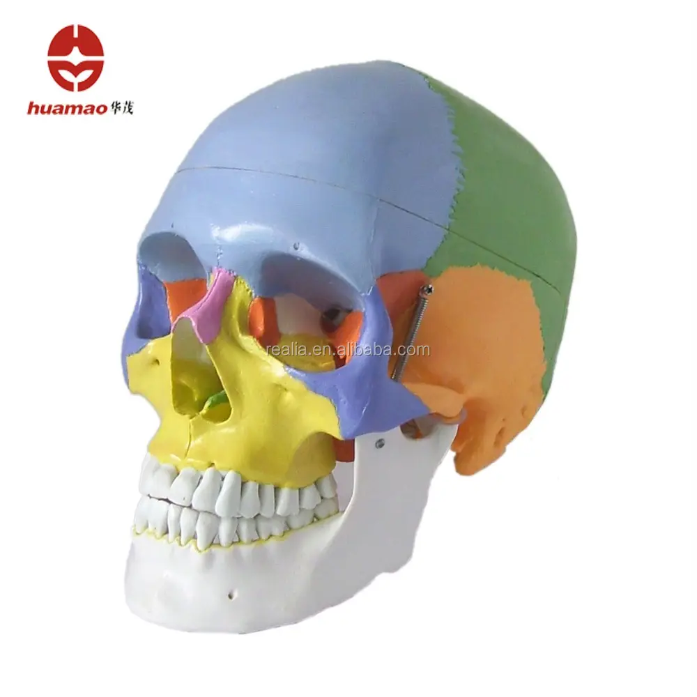 HM-BD-162A मानव खोपड़ी मॉडल पेशी के साथ रंगीन उच्च गुणवत्ता के लिए चिकित्सा और शैक्षिक