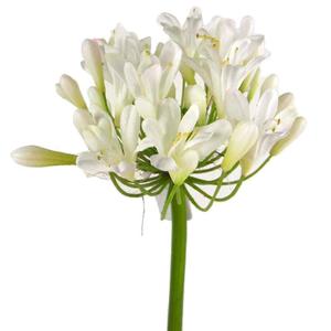 ก้านยาวดอกไม้ประดิษฐ์ <span class=keywords><strong>Agapanthus</strong></span> สำหรับตกแต่งงานแต่งงาน - Product Image 1
