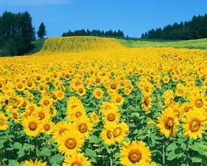 Huile De Graines De tournesol Ligne de Traitement