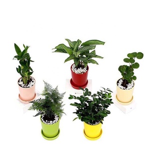 Barato 4 pulgadas blanco pequeño redondo planta <span class=keywords><strong>de</strong></span> cerámica Mini suculentas <span class=keywords><strong>macetas</strong></span> Juego <span class=keywords><strong>de</strong></span> platillos decoración <span class=keywords><strong>de</strong></span> <span class=keywords><strong>Navidad</strong></span> maceta <span class=keywords><strong>de</strong></span> cerámica roja - Product Image 4