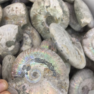 Bán Buôn Tự Nhiên Đầy Màu Sắc Ốc Xà Cừ Hóa Thạch Ammonite Hóa Thạch Cho Trang Trí Nội Thất - Product Image 5