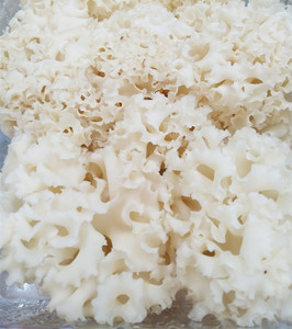 Detan Fresh Sparassis Crispa <span class=keywords><strong>Chou</strong></span>-<span class=keywords><strong>fleur</strong></span> <span class=keywords><strong>Champignon</strong></span> Prix - Product Image 2