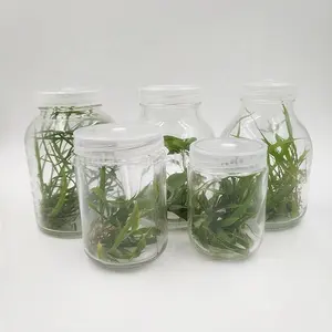 Cleap Greenhouse equipments empty 450ml phalaenopsis orchid flasks seedling for sale