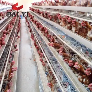 קטאר ערב הסעודית עופות חקלאות ציוד עוף כלובי למכירה אוטומטי סוללה כלובי