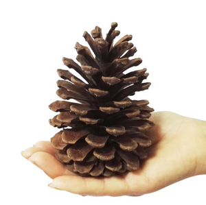 Décorations de Noël en cône de pin naturel de marque HE, <span class=keywords><strong>pas</strong></span> <span class=keywords><strong>cher</strong></span>, avec couleur personnalisée, taille 2-20 cm, MOQ 500 pièces - Product Image 2