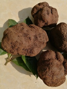 Detan Negro <span class=keywords><strong>salvaje</strong></span> tubérculo unicinatum trufas negro - Product Image 5