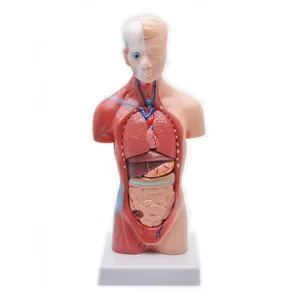 28Cm Hoogte Human Anatomisch Torso Model