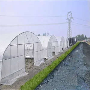 ポリトンネル/農業用シングルスパンプラスチック温室