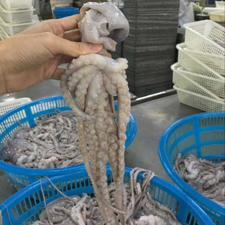 Frozen Whole Long Leg Octopus Price Buy Long Leg Octopus,Octopus