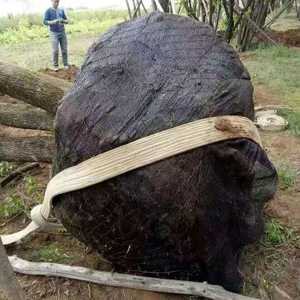 Pohon akar kawat mesh menghapus akar bola bahan kemasan