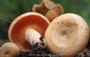 Funghi deliciosus lacarius commestibili selvatici Agaricus deliciosus per alimenti - Product Image 3