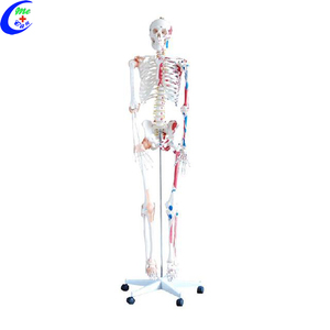 Modelo Médico, Modelo Anatómico, Modelo de <span class=keywords><strong>Esqueleto</strong></span> - Product Image 4
