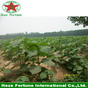 comprar el 99% sobrevive fuerte paulownia adaptabilidad raíz shan tong - Product Image 4