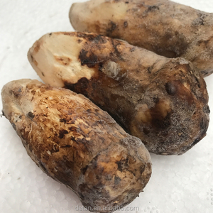 Detan forzen silvestres <span class=keywords><strong>tricholoma</strong></span> <span class=keywords><strong>matsutake</strong></span>/hongos de pino precios - Product Image 4