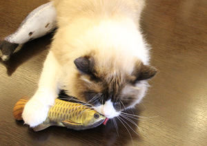 Pesce peluche di simulazione giocattolo interattivo da masticare giocattoli Catnip di ricarica Swingende Vis Kat menta Speelgoed per gatto