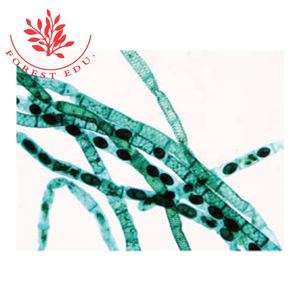 생물학 준비 슬라이드 소개 - Product Image 1