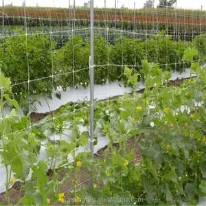 Kunststoff polypropylen trellis netting für unterstützung klettern pflanzen
