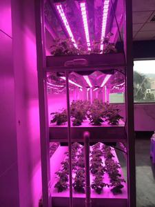 Custom 150W 200W 250W spettro completo LED coltivano la luce per orticoltura idroponica serra COB Chip IP65 Rating per la fioritura - Product Image 3