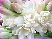 100% huile essentielle de tubéreuse biologique pure pour l'aromathérapie et la fabrication de parfums meilleure vente d'extrait pur en gros d'approvisionnement en vrac - Product Image 5