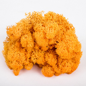 Wholesale Everlasting Raw Material <strong>Dried</strong> Stabilized Preserved <strong>Moss</strong> From China - Product Image 4